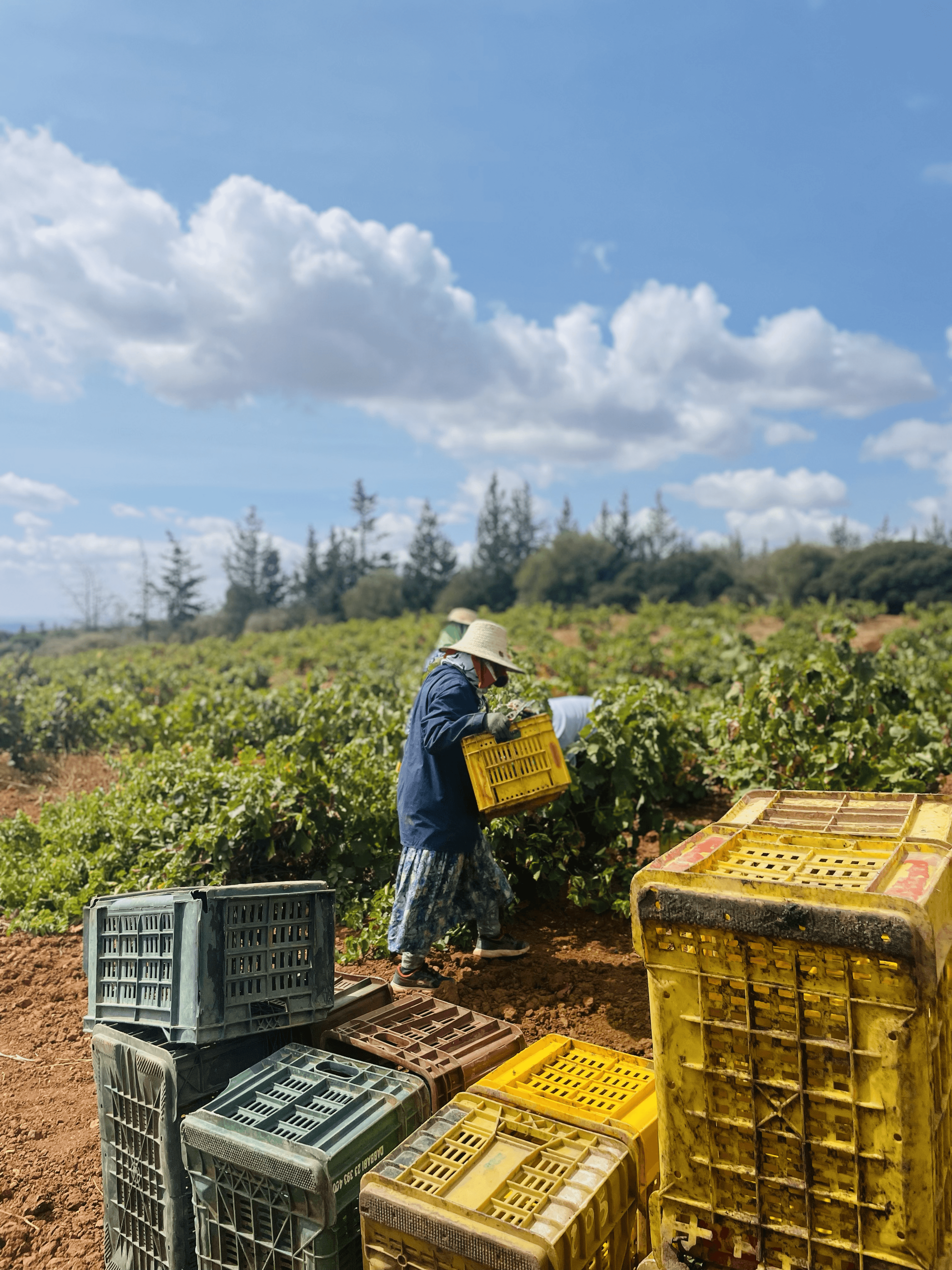 Vendanges en Tunisie